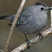Gray Catbird